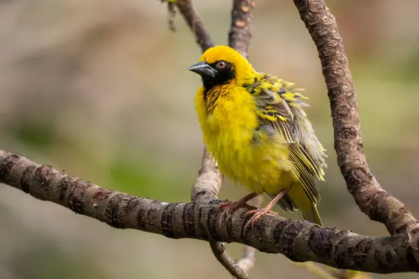 stock image Village Weaver - Ploceus cucullatus, beautiful yellow and black perching bird from African woodlands and gardens, Mauritius island.