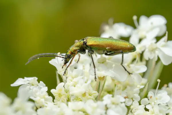 stock image false blister beetle - Chrysanthia viridissima, beautiful metallic green beetle from European meadows and gardens, Zlin, Czech Republic.