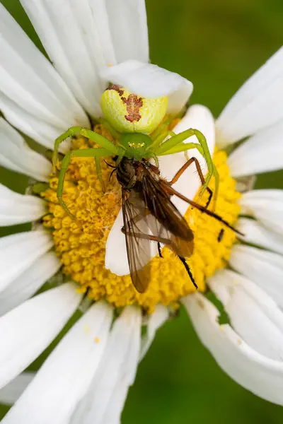 stock image Crab Spider - Ebrechtella tricuspidata, beautiful colored spider with prey, from European meadows and gardens, Czech Republic.