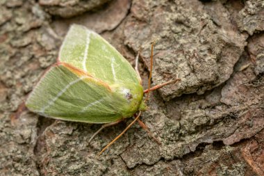Yeşil Gümüş Çizgili Güve - Pseudoips prasinana, Palearktik ormanları ve ormanlık alanlardan güzel yeşil güve, Zlin, Çek Cumhuriyeti.