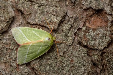 Yeşil Gümüş Çizgili Güve - Pseudoips prasinana, Palearktik ormanları ve ormanlık alanlardan güzel yeşil güve, Zlin, Çek Cumhuriyeti.