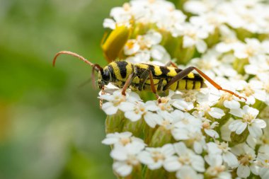 Lucerne Longicorn - Plagionotus floralis, güzel renkli uzun boynuzlu böcek Avrupa çayırlarından, Mikulov, Çek Cumhuriyeti.