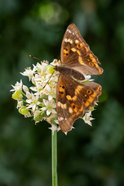 Lesser Purple Emperor - Apatura ilia, beautiful colored butterfly from European and Asian meadows, Zlin, Czech Republic. clipart