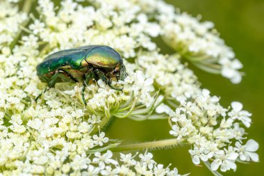 Gül Chafer Böceği - Cetonia aurata, Avrupa çayırlarından ve bahçelerinden gelen güzel metalik böcek, Zlin, Çek Cumhuriyeti.