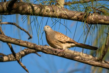 Zebra Dove - Geopelia striata, beautiful small dove from Southeast Asian forests and woodlands, Mauritius island. clipart