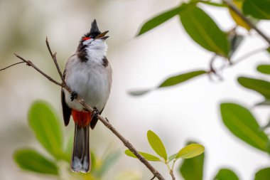 Kırmızı bıyıklı Bulbul - Pycnonotus jocosus, Güney Asya ormanlarından, çalılardan ve bahçelerinden güzel renkli tüneyen kuş, Mauritius adası.