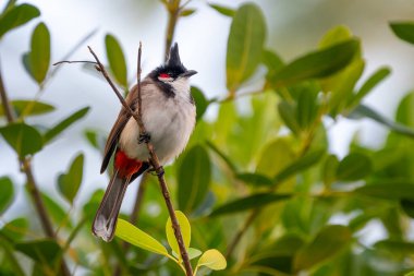 Kırmızı bıyıklı Bulbul - Pycnonotus jocosus, Güney Asya ormanlarından, çalılardan ve bahçelerinden güzel renkli tüneyen kuş, Mauritius adası.
