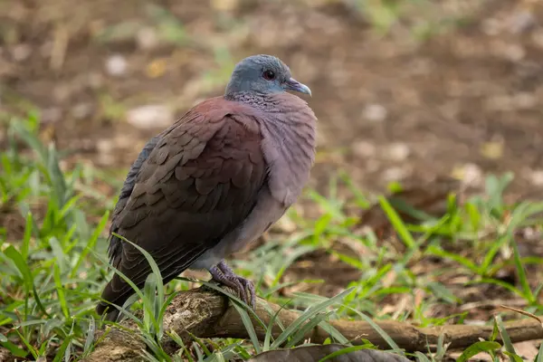 stock image Madagascar Turtle-dove - Nesoenas picturatus, beautiful colored dove from Indian ocean islands forests and woodlands, Mauritius island.