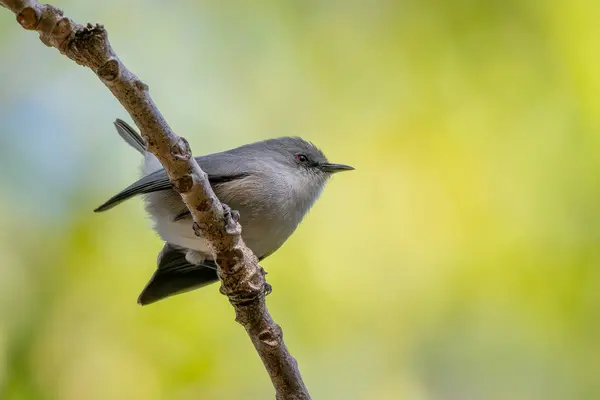 stock image Mauritius Grey White-eye - Zosterops mauritianus, beautiful small perching bird endemic to woodlands and forests of Mauritius island.