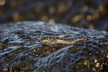 Cobtooth blenny fish - Alticus monochrus, Hint okyanus adalarının okyanus ve kıyılarından eşsiz küçük balık, Mauritius adası.