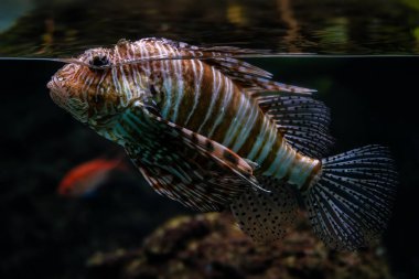 Kızıl Aslan Balığı - Pterois volitans Endonezya 'daki Endonezya-Pasifik mercan resifleri ve deniz kıyılarından güzel renkli zehirli mercan resif balığı.