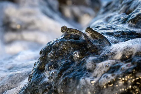 stock image combtooth blenny fish - Alticus monochrus, unique small fish from ocean and ocean coasts of Indian ocean islands, Mauritius island.