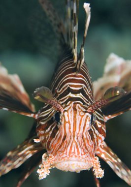 Red Lionfish - Pterois volitans  beautiful colored venomous coral reef fish from Indo-Pacific coral reefs and sea coasts, Egypt. clipart