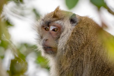 Uzun kuyruklu Macaque - Macaca fascicularis, Güneydoğu Asya ormanları, ağaçlık alanlar ve bahçeler, Mauritius adası.