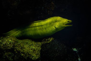 Green Moray - Gymnothorax funebris, Atlantik Okyanusu, Meksika 'dan büyük, benzersiz yeşil tehlikeli balık.