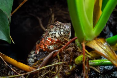 Chinese Crocodile Lizard - Shinisaurus crocodilurus, beautiful colored Asian lizard from cool forests in southeastern China and northeastern Vietnam. clipart