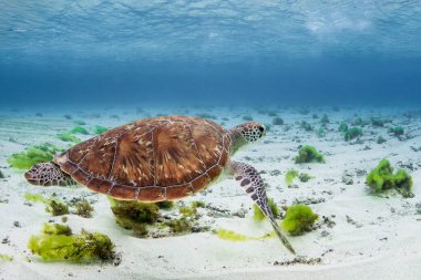 Loggerhead Turtle - Caretta Caretta, dünya çapında tropikal okyanus ve denizlerden gelen güzel popüler okyanus kaplumbağası, Mauritius Adası.