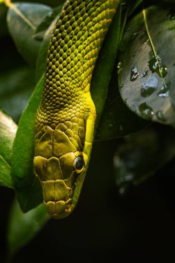 Kırmızı kuyruklu Yeşil Sıçan - Gonyosoma oxycephalum, Güneydoğu Asya, Malezya ormanlarına özgü güzel yeşil yılan portresi.