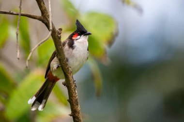Kırmızı bıyıklı Bulbul - Pycnonotus jocosus, Güney Asya ormanlarından, çalılardan ve bahçelerinden güzel renkli tüneyen kuş, Mauritius adası.