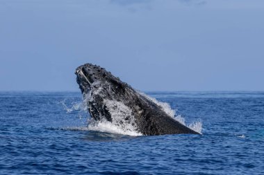 Kambur Balina - Megaptera novaeangliae, dünya çapında deniz ve okyanuslardan gelen büyük deniz memelisi, Hint okyanusu, Mauritius.