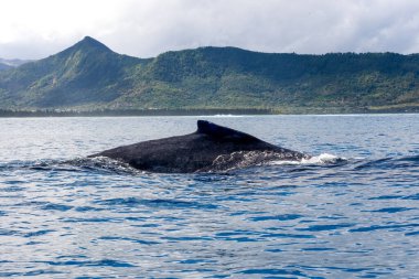 Kambur Balina - Megaptera novaeangliae, dünya çapında deniz ve okyanuslardan gelen büyük deniz memelisi, Hint okyanusu, Mauritius.