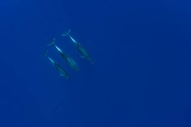 Hint Okyanusu Şişe Burnu Yunusu - Tursiops truncatus, dünya çapında okyanuslardan ve denizlerden popüler güzel deniz memelisi, Hint Okyanusu, Mauritius.