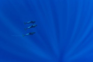 Hint Okyanusu Şişe Burnu Yunusu - Tursiops truncatus, dünya çapında okyanuslardan ve denizlerden popüler güzel deniz memelisi, Hint Okyanusu, Mauritius.