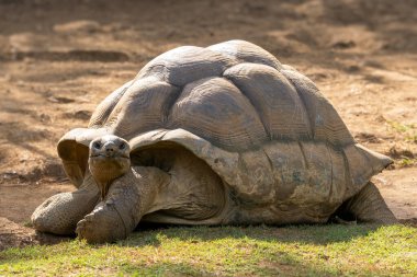 Giant Tortoise - Aldabrachelys gigantea, beautiful large long living tortoise from Indian ocean islands, Mauritius. clipart