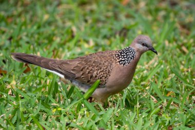 Spotted Dove - Spilopelia chinensis, common beautiful dove from Southeast Asian forests and gardens, Mauritius. clipart