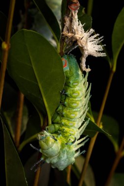 Atlas Güve Tırtılı- Attacus Atlası, Asya ormanları ve ormanlık alanlardan gelen güzel büyük ikonik güvelerin tırtılı, Borneo, Endonezya.