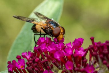 Pellucid Hoverfly - Volucella pellucens, beautiful colored hoverfly from Euroasian meadows and gardens, Zlin, Czech Republic. clipart