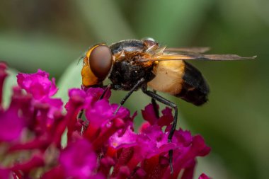 Pellucid Hoverfly - Volucella pellucens, Avrupa çayırlarından ve bahçelerinden güzel renkli uçan sinek, Zlin, Çek Cumhuriyeti.