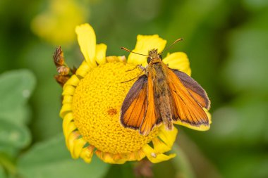 Küçük Skipper - Thymelicus sylvestris, Avrupa çayır ve bahçelerinden güzel turuncu küçük kelebek, Zlin, Çek Cumhuriyeti.