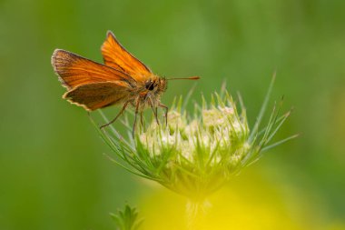 Küçük Skipper - Thymelicus sylvestris, Avrupa çayır ve bahçelerinden güzel turuncu küçük kelebek, Zlin, Çek Cumhuriyeti.