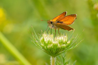 Küçük Skipper - Thymelicus sylvestris, Avrupa çayır ve bahçelerinden güzel turuncu küçük kelebek, Zlin, Çek Cumhuriyeti.