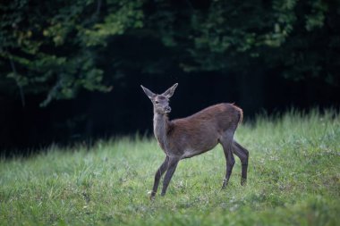 Kızıl Geyik - Cervus elaphus, Avrupa ormanları ve çayırlarından, Beyaz Karpatlar, Slovakya.