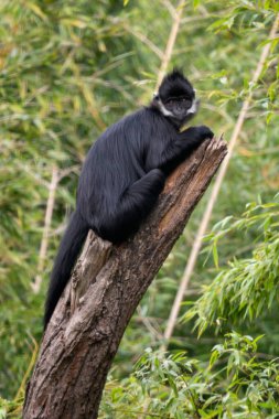 Franois 'in Yaprak Maymunu - Trachypithecus Francoisi, Güneydoğu Asya ormanları ve ormanlarından güzel siyah beyaz primat, Vietnam.
