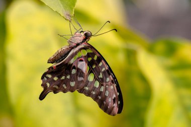 Kuyruklu Jay - Graphium agamemnon, Asya çayırlarından güzel renkli kelebek Nad Woodlands, Malezya.