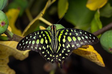 Kuyruklu Jay - Graphium agamemnon, Asya çayırlarından güzel renkli kelebek Nad Woodlands, Malezya.