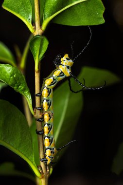 Brahmaea Hearseyi, Orta ve Güneydoğu Asya ormanları ve ormanlık alanlarından güzel güvelerin tırtılı.. 