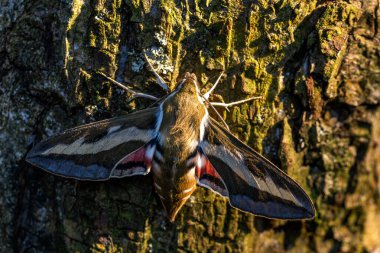 Bedstraw Hawk-moth - Hyles gallii, beautiful colored hawk-moth from European woodlands and forests edges, Czech Republic. clipart