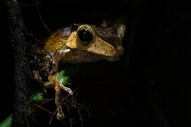 Dosya kulaklı ağaç kurbağası - Çokayaklı otilophus, Güneydoğu Asya tropik ova ormanlarından eşsiz ağaç kurbağası, Borneo, Malezya.