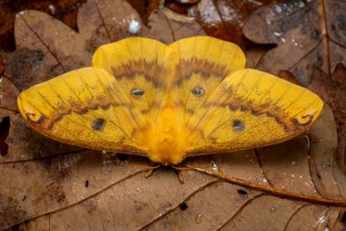 the squeaking silkmoth - Rhodinia fugax, beautiful large colored emperor moth from Asian forests and woodlands, China. clipart