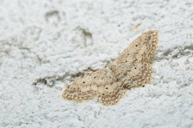 Small Dusty Wave moth - Idaea seriata, small bright white and yellow moth from European meadows and grasslands, Zlin, Czech Republic. clipart