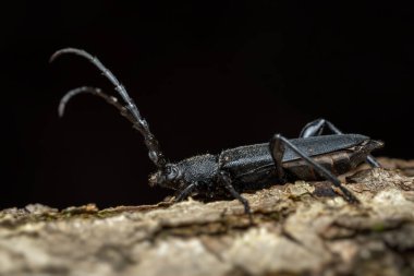 Uzun boynuzlu Beetle - Ropalopus clavipes, Avrupa ormanlık ve ormanlarından güzel büyük siyah böcek, Zlin, Çek Cumhuriyeti.