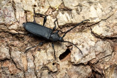 Uzun boynuzlu Beetle - Ropalopus clavipes, Avrupa ormanlık ve ormanlarından güzel büyük siyah böcek, Zlin, Çek Cumhuriyeti.