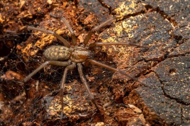 Dev Ev Örümceği - Eratigena duellica, Avrupa ormanlarından ve bahçelerinden büyük kahverengi huni örümceği, Zlin, Çek Cumhuriyeti.
