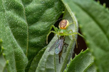 Yeşil Yengeç Örümceği - Diaea dorsata, güzel yeşil ve kahverengi yengeç örümceği Avrupa ormanlarından ve orman kenarlarından, Zlin, Çek Cumhuriyeti.