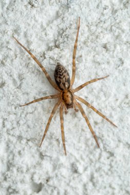 Araneomorph spider - Liocranum rupicola, small beautiful colored spider from European woodlands and mixed forests, Zlin, Czech Republic. clipart