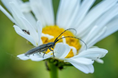 Longhorn böceği - Agapanthia cardui, Avrupa ormanlık ve çayırlarından gelen nadir bulunan güzel uzun boynuzlu böcek, Zlin, Çek Cumhuriyeti.